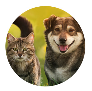 koiralle-ja-kissalle