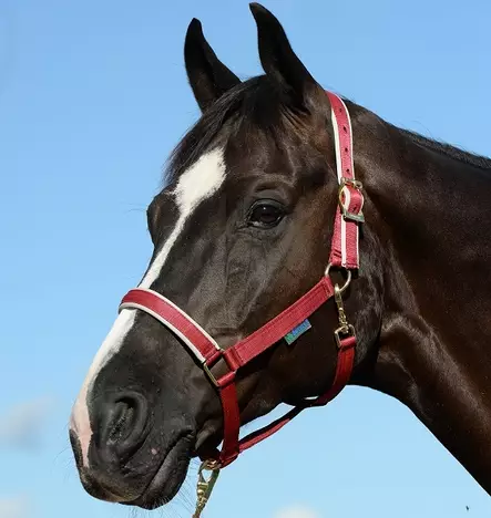 Bucas föl grimma dublin - Nylongrimmor - bu41200-20 - 2