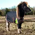 Globus reng- & utegångstäcke för småhästar och föl - Rengtäcken - gloU00340 - 1