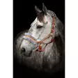 Karvariimu Horse Unique - Nylonriimut  - kq2430 - 20