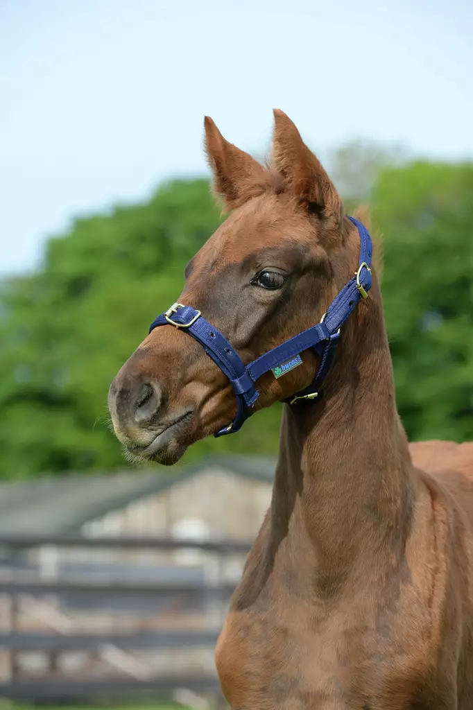 Bucas föl grimma dublin - Nylongrimmor - bu41200-20 - 1