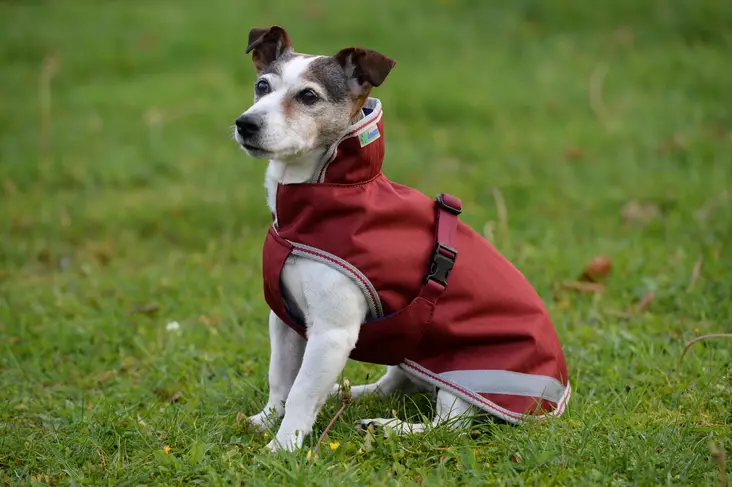 Bucas koiranloimi 50g Jubilee 30-45cm - Koiran vaatetus - bu28140 - 1