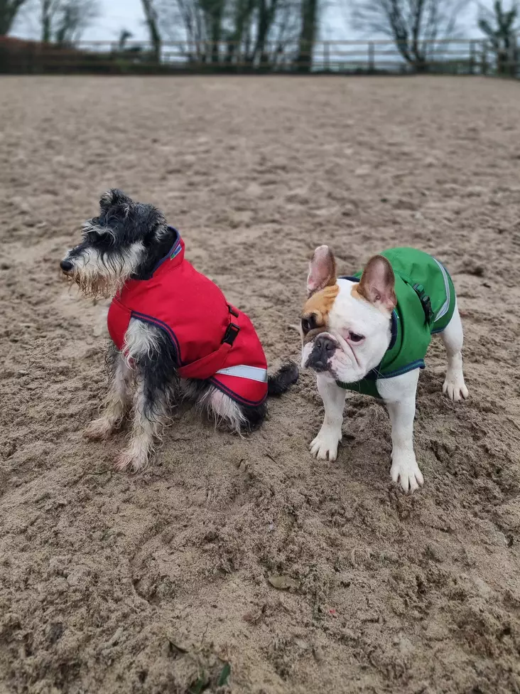 Bucas koiran sadeloimi 50g 35-45cm - Koiran vaatetus - bu28135-70 - 1