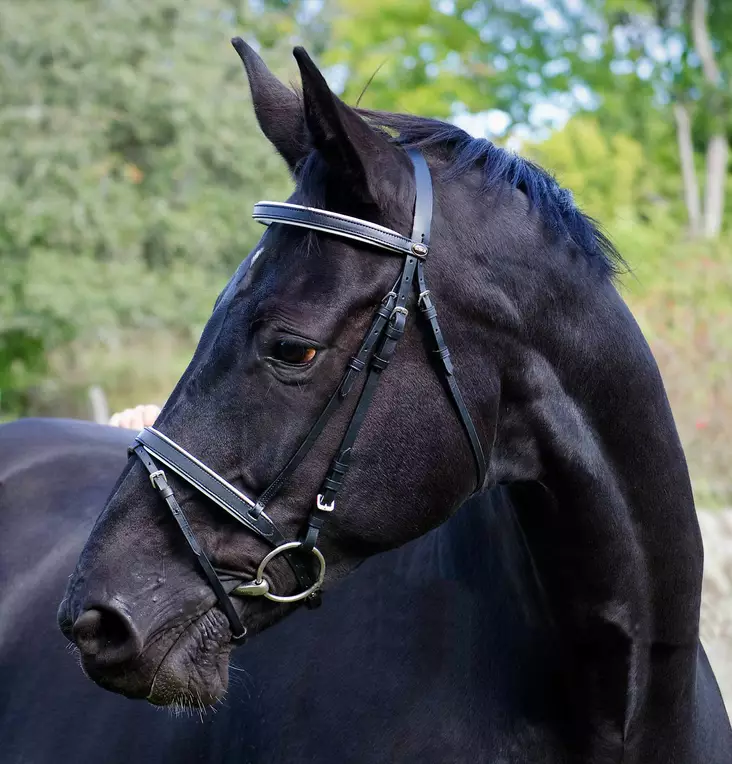 Globus suitset Scandic aachen turparemmi - Suitset - glo445280 - 1