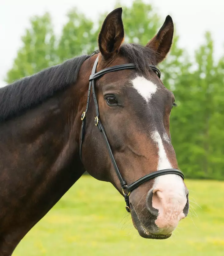 Näyttelyriimu in hand bridle Globus - Utstälningsträns & tyglar - glo400690 - 1