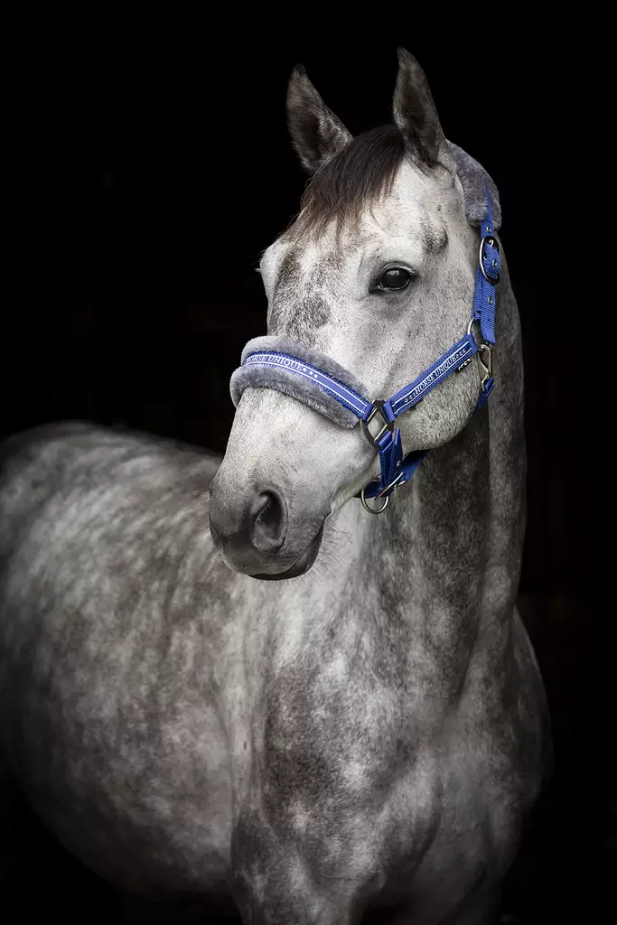 Grimma Horse Unique - Nylongrimmor - kq2430 - 1