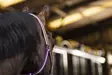 Bucas Dublin nailonriimu blackberry - Nylonriimut - bu41230-61 - 4