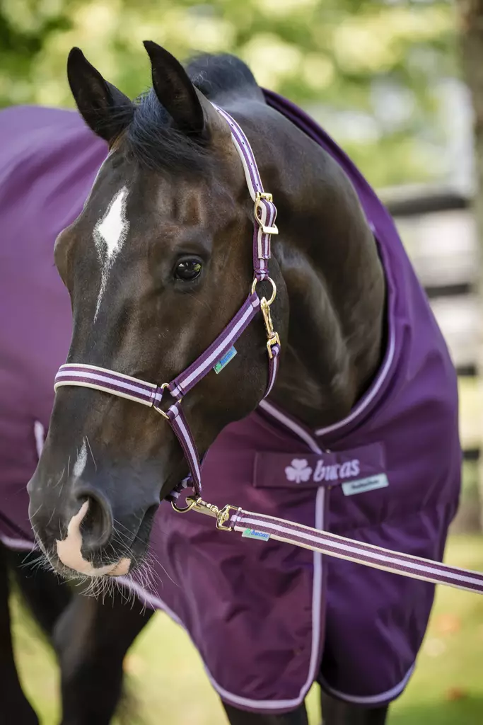 Bucas Dublin nailonriimu blackberry - Nylonriimut - bu41230-61 - 1