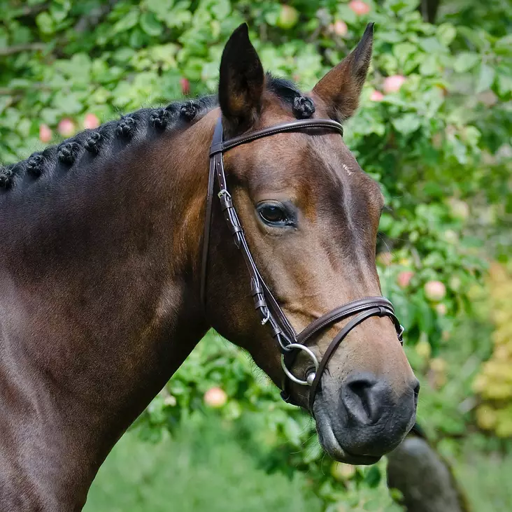 Globus aachen suitset Calinka - Suitset - glo4451 - 1