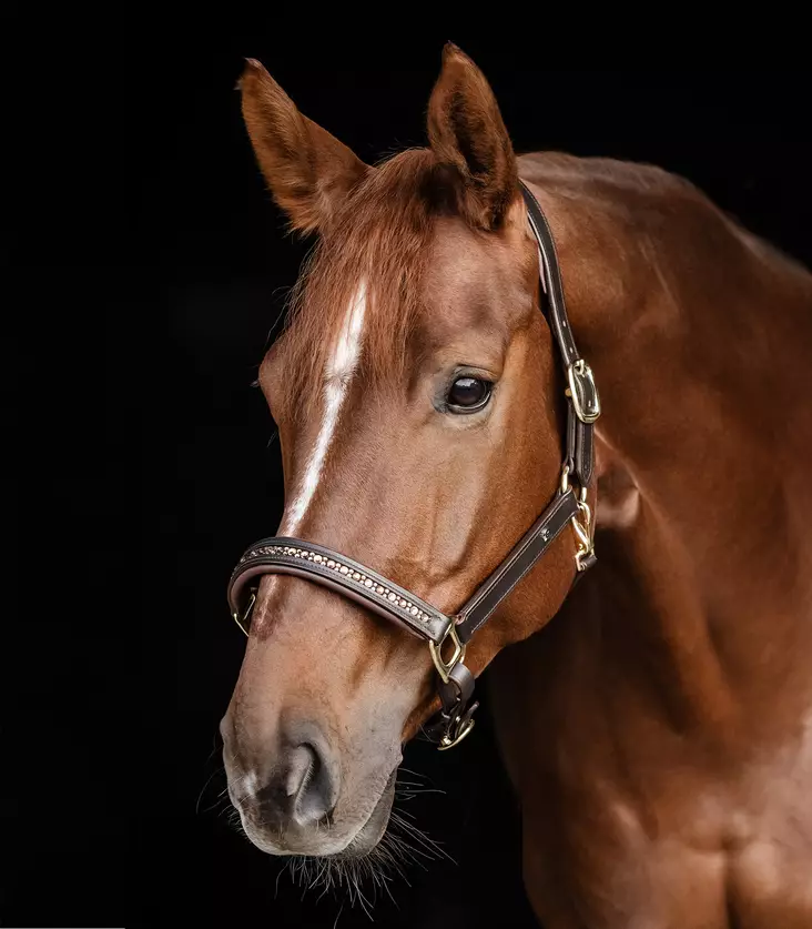 Waldhausen X-line nahkariimu Crystal - Nahkariimut  - wh9580901 - 1