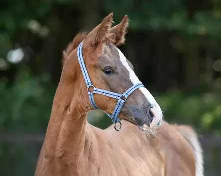 Qhp varsariimu pikasoljella Collection - Varsariimut - qhp1172 - 1