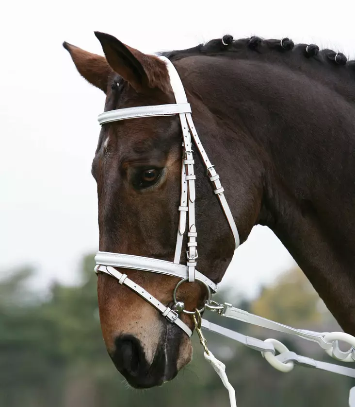 Vilkellyssuitset hevoselle - Träns - wh306302 - 1