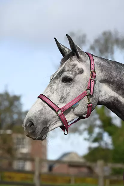 Bucas Dublin nylonriimu Raspberry - Nylonriimut - bu41230-74 - 1