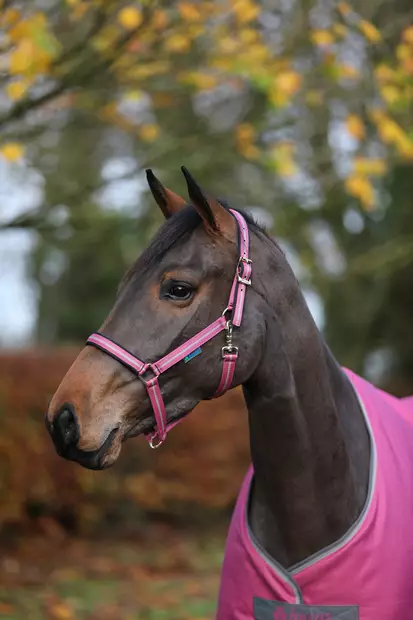 Bucas Dublin nylonriimu Raspberry - Nylonriimut - bu41230-74 - 2