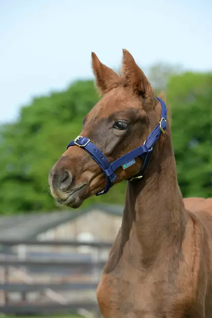 Bucas Dublin nylongrimma Grenadine - Nylongrimmor - bu41230-94 - 2