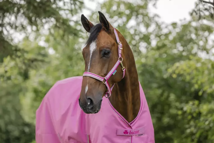 Bucas Dublin nailonriimu Aurora Pink -26 - Nylonriimut  - bu4120075 - 1