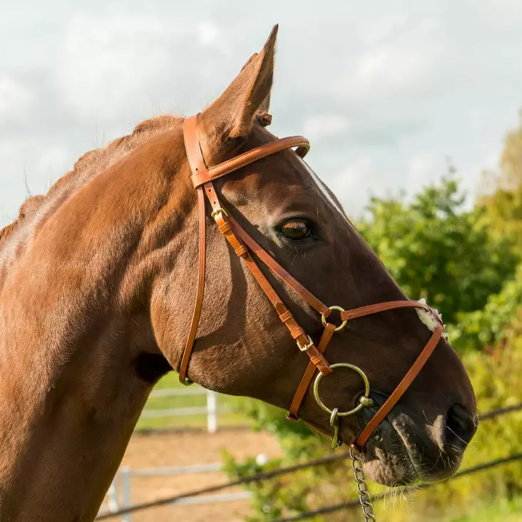 Meksikolaisetsuitset Globus Caramba - Träns - glo4455 - 1