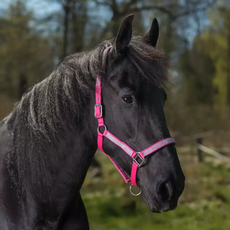 Strassiriimu Globus Romana - Nylonriimut - glo4035 - 1