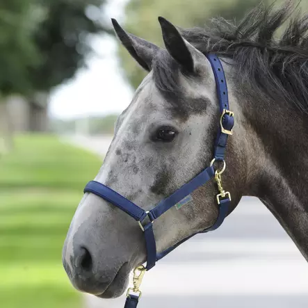 Bucas Dublin nylonriimu - Nylongrimmor - bu3007 - 2