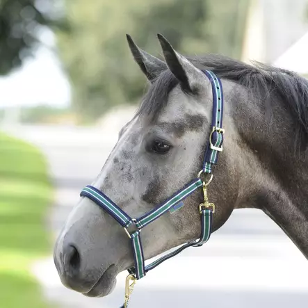 Bucas Dublin nylonriimu - Nylongrimmor - bu3007 - 1