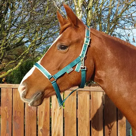 Bucas Dublin nylongrimma Atlantic grön - Nylongrimmor - bu41230-07 - 1