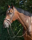Qhp Training bridle suitset - Suitset - qhp9077 - 1