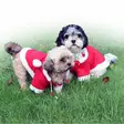 Tonttupuku koiralle QHP - Koiran vaatetus - qhp6117 - 1