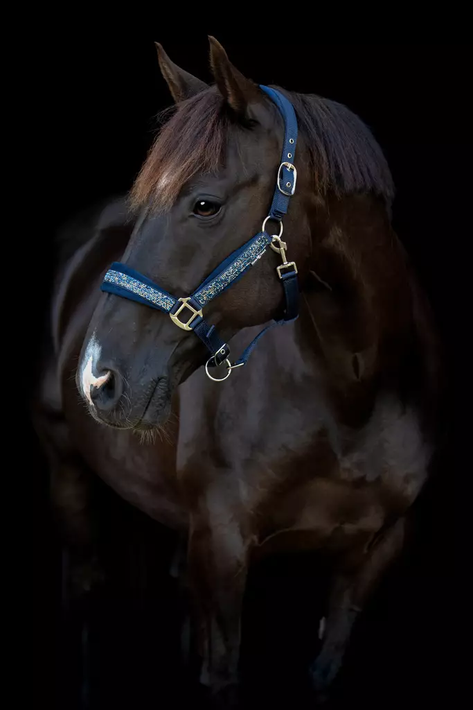 Horse Guard nylongrimma Angel glitter navy.jpg - Nylongrimmor - hg50667 - 1