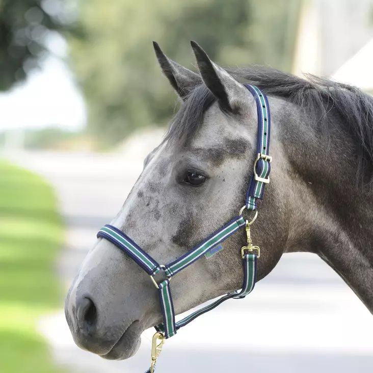 Bucas Dublin nylonriimu - Nylongrimmor - bu3007 - 1