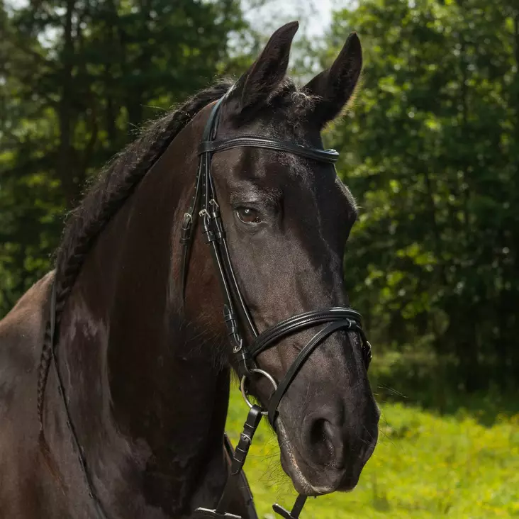 Globus suitset Thea supergrip ohjilla - Suitset - glo441077 - 1