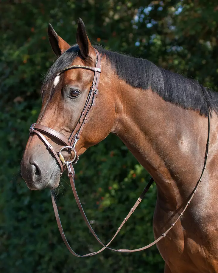 Qhp Training bridle suitset - Suitset - qhp9077 - 1