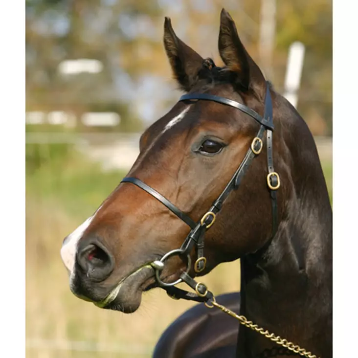 W-näyttelysuitset - Utstälningsträns & tyglar - 03008 - 1