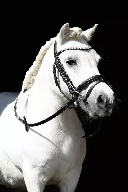 Hkm Suitset Shettikselle diamond musta - Suitset - hkm1279 - 1