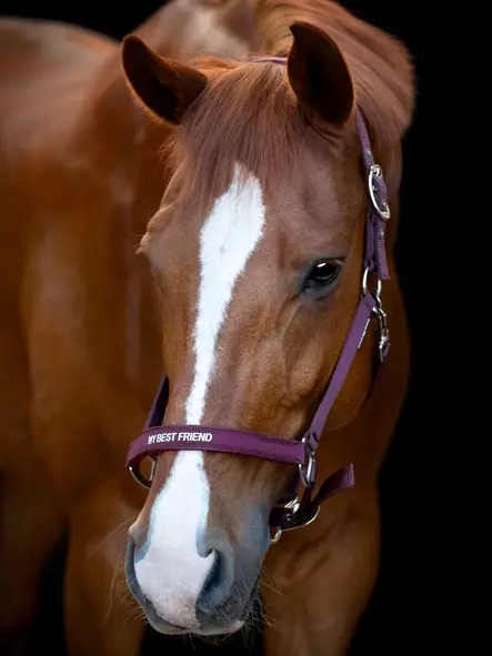 Horse Guard Malva nylongrimma - Nylongrimmor - hg50499 - 1