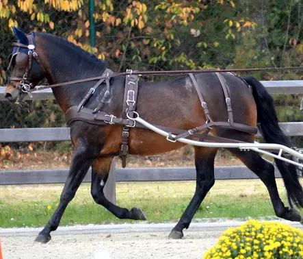 Eurotech valjaat freestyle cob ruskea - Valjaat  - ECLH300408cob - 1