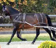Eurotech valjaat freestyle cob ruskea - Valjaat - ECLH300408cob - 1