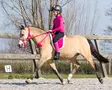Ratsastuspad QHP Bareback hevoselle - Rungottomat satulan patjat - qhp3147f - 1