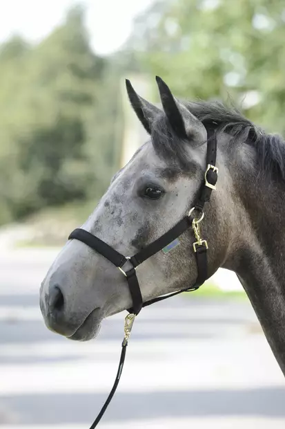 Bucas Dublin nailonriimu musta - Nylongrimmor - bu41230mu - 1