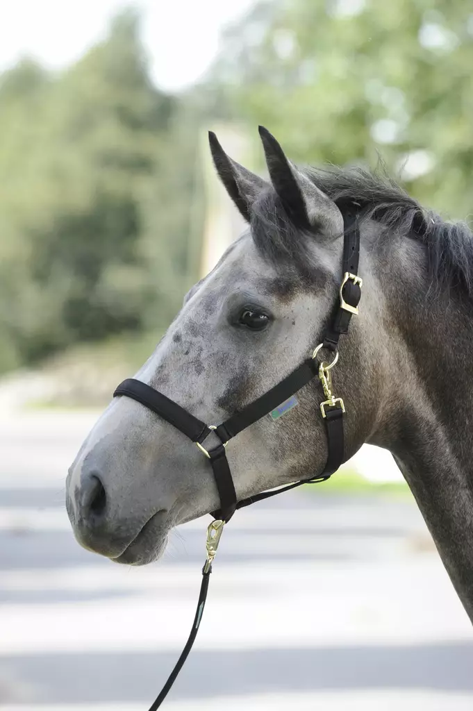 Bucas Dublin nailonriimu musta - Nylongrimmor - bu41230mu - 1